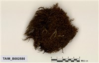 藏品(錦葉苔屬)的圖片